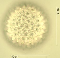 Sida acuta Pollen